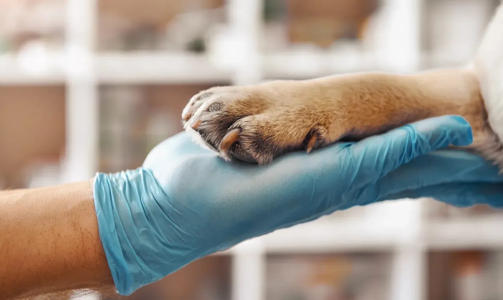 Gloved hand gently holding a dog's paw at a veterinary clinic